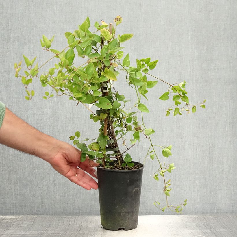 Esimerkki kesällä toimitetusta Tuoksukärhö terniflora 2 litran/3 litran ruukku-taimesta
