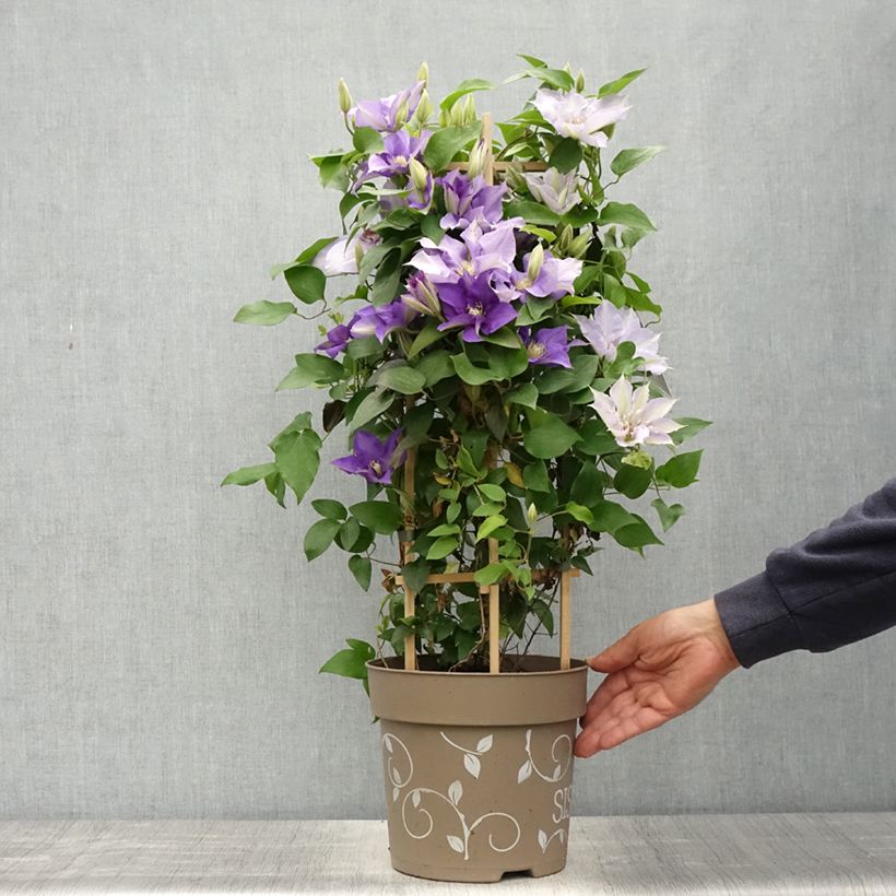 Esimerkki keväällä toimitetusta Clématite - Clematis Three Sisters trio bleu Pot de 6L/7L-taimesta