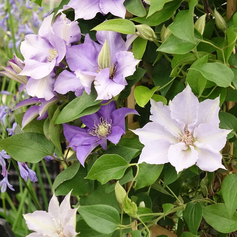 Loistokärhö Mix Blue (Kukinta)
