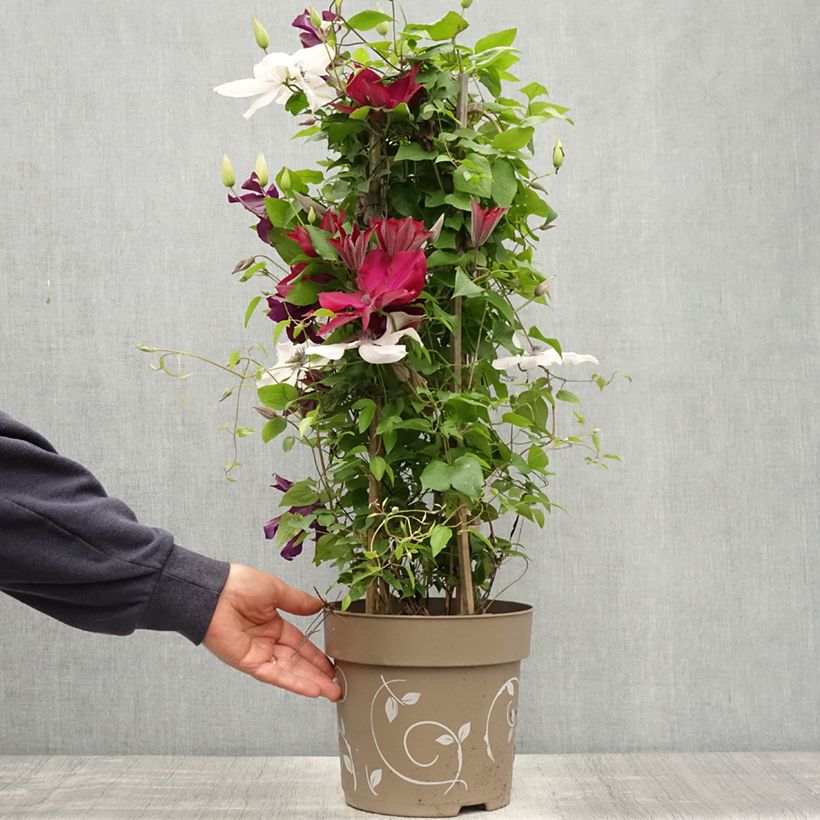 Esimerkki keväällä toimitetusta Clématite - Clematis Three Sisters trio rouge Pot de 6L/7L-taimesta