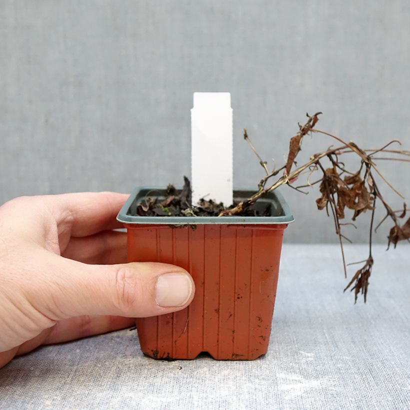 Esimerkki talvella toimitetusta Loistokärhö Tumaini 8/9 cm taimiruukku-taimesta