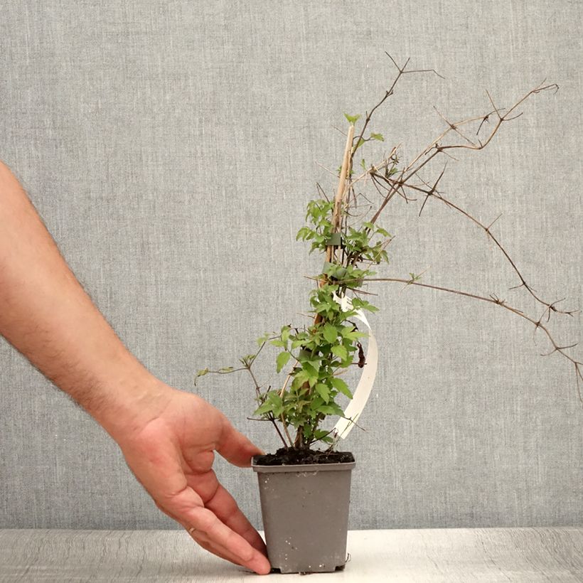 Esimerkki kesällä toimitetusta Saksankärhö - Clematis vitalba 8/9 cm taimiruukku-taimesta