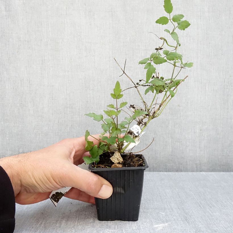 Esimerkki syksyllä toimitetusta Saksankärhö - Clematis vitalba 8/9 cm taimiruukku-taimesta