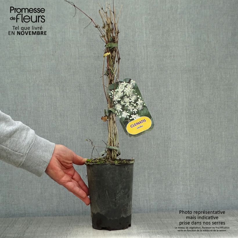 Esimerkki syksyllä toimitetusta Saksankärhö - Clematis vitalba 2 litran/3 litran ruukku-taimesta