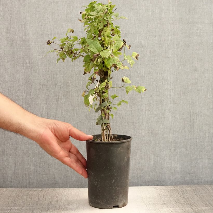 Esimerkki kesällä toimitetusta Saksankärhö - Clematis vitalba 2 litran/3 litran ruukku-taimesta
