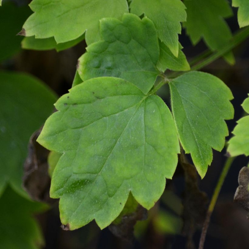 Saksankärhö Trichotoma (Lehvistö)