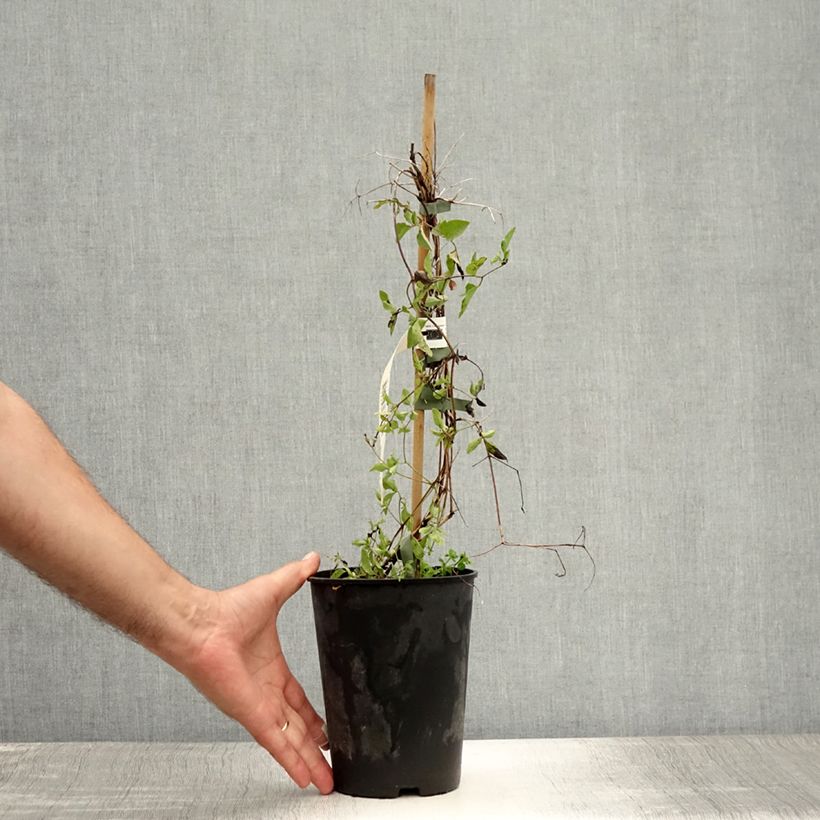 Esimerkki kesällä toimitetusta Viinikärhö Caerulea Luxurians Pot de 2L/3L-taimesta