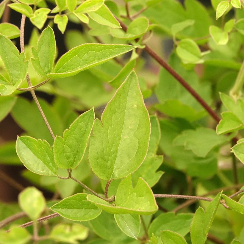 Viinikärhö Caerulea Luxurians (Lehvistö)