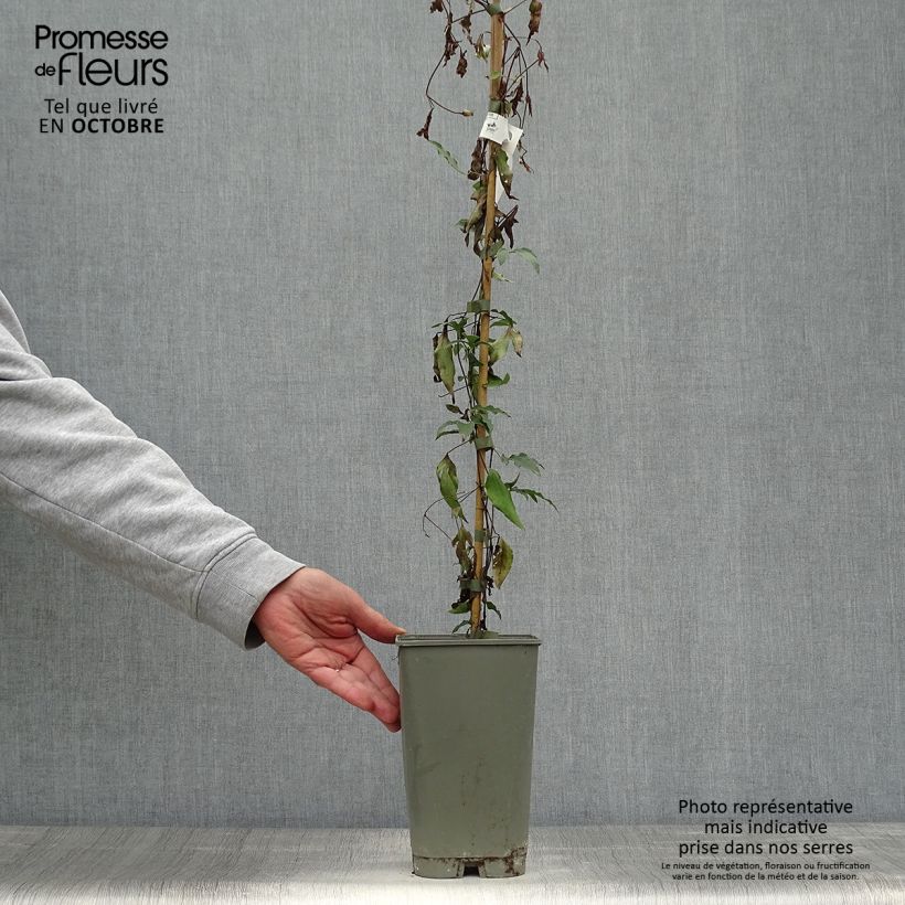 Esimerkki syksyllä toimitetusta Clématite - Clematis viticella Panther Pot de 2L/3L-taimesta