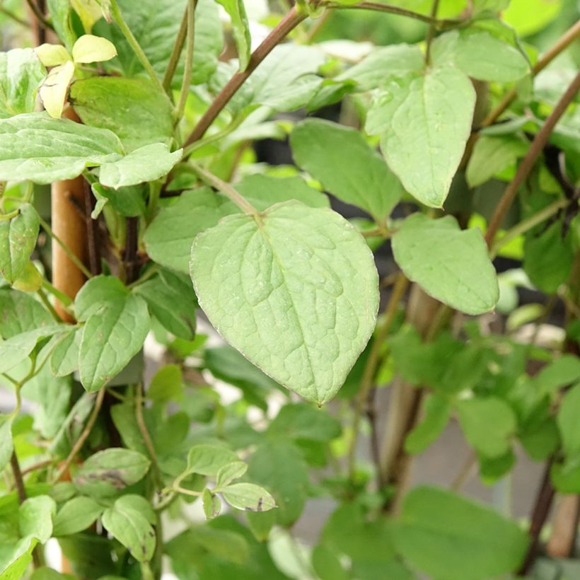 Viinikärhö Rubra (Lehvistö)