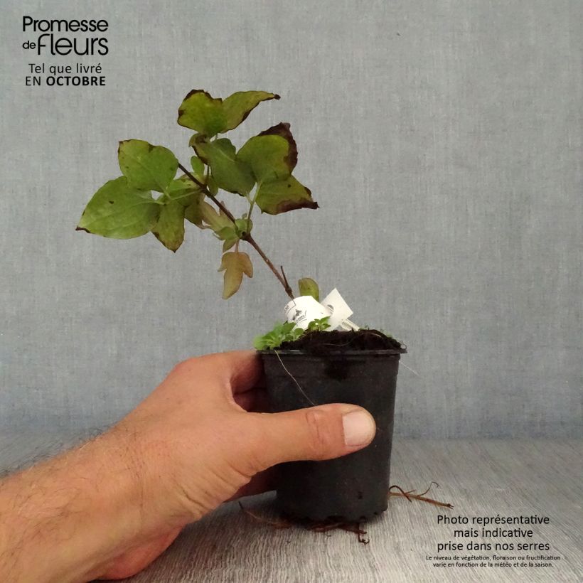 Esimerkki syksyllä toimitetusta Loistokärhö Vyvyan Pennell 8/9 cm taimiruukku-taimesta