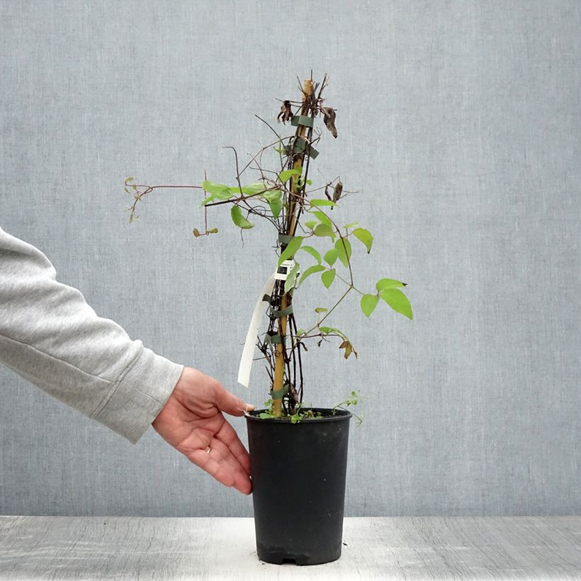 Esimerkki kesällä toimitetusta Clématite - Clematis Yukiokoshi Pot de 2L/3L-taimesta