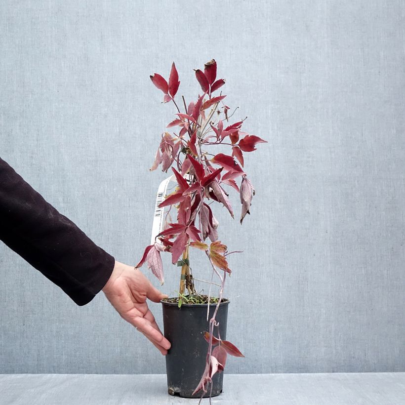 Esimerkki syksyllä toimitetusta Vuorikärhö Fragrant Spring 1,5 litran / 2 litran kannu-taimesta