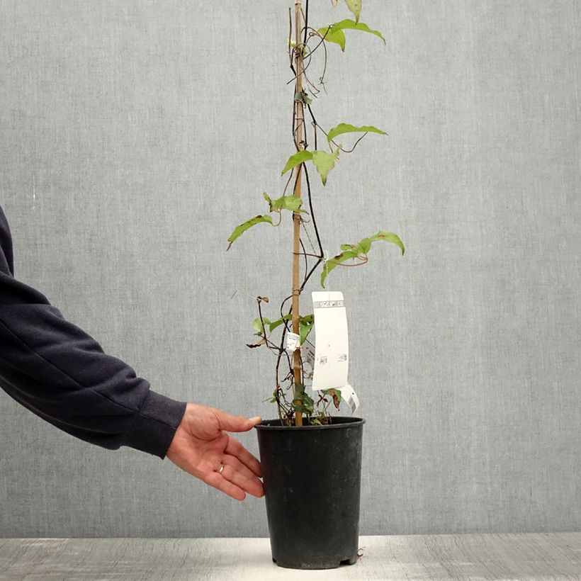Esimerkki kesällä toimitetusta Clématite Etoile De Malicorne Pot de 2L/3L-taimesta
