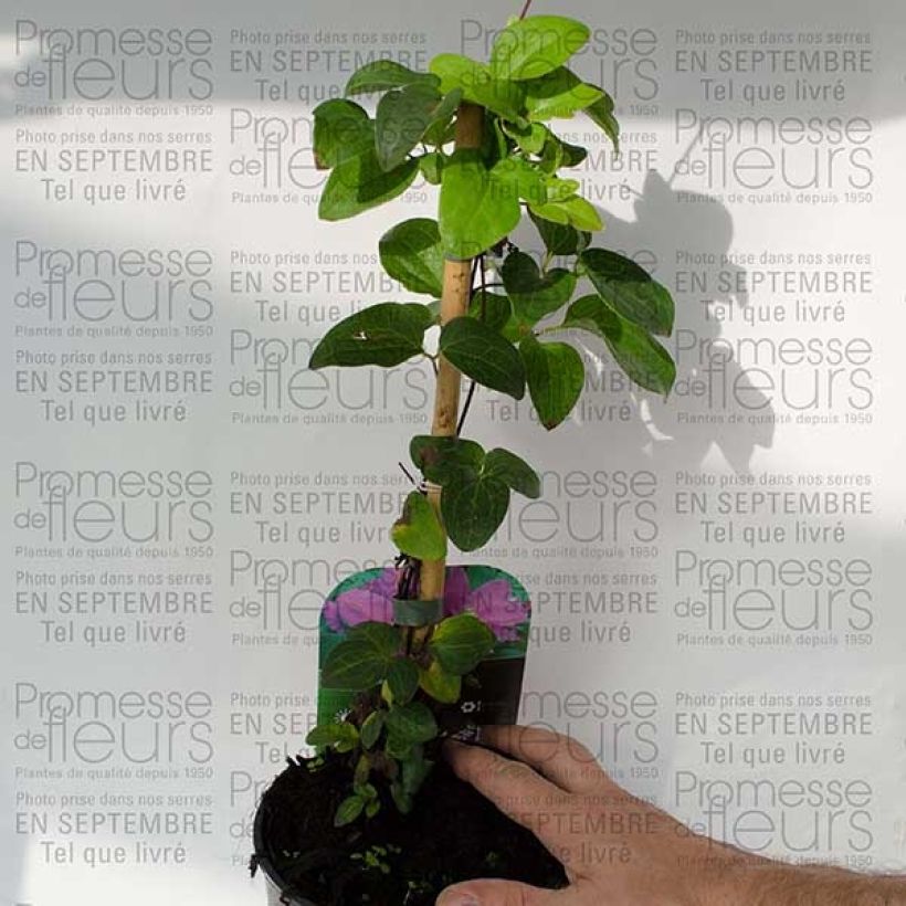 Esimerkki toimitetusta Clématite - Clematis Hanagurama Pot de 2L/3L-taimesta