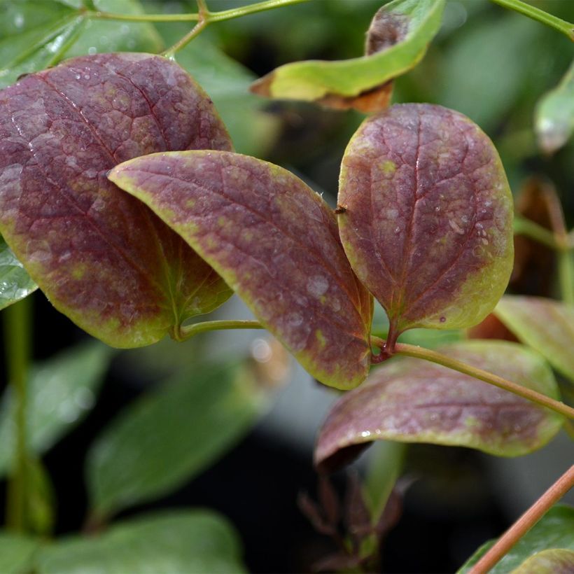 Pensaskärhö Purpurea (Lehvistö)