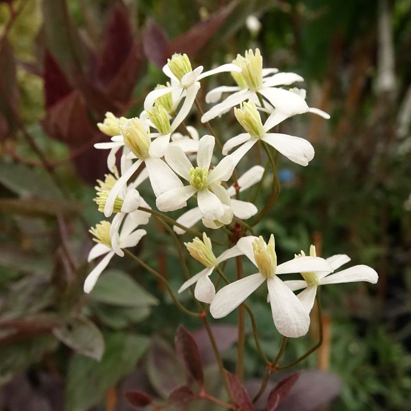 Pensaskärhö Purpurea (Kukinta)