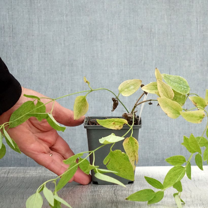 Esimerkki syksyllä toimitetusta Pensaskärhö Purpurea 8/9 cm taimiruukku-taimesta