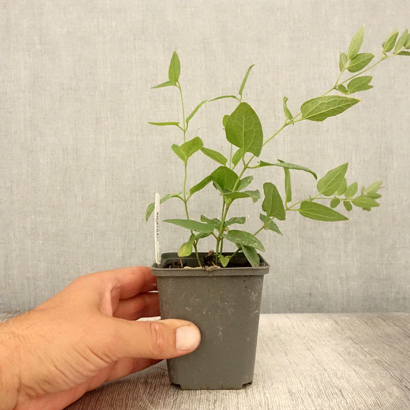 Esimerkki kesällä toimitetusta Clématite Herbacée Recta Purpurea Godet de 8/9 cm-taimesta