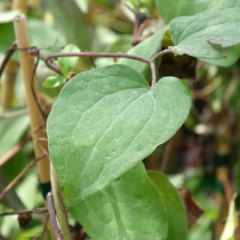 Loistokärhö Honora (Lehvistö)
