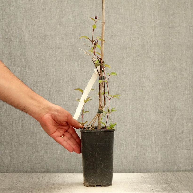 Esimerkki kesällä toimitetusta Clématite integrifolia - Clematis integrifolia Blue Boy Pot de 1,5L/2L-taimesta