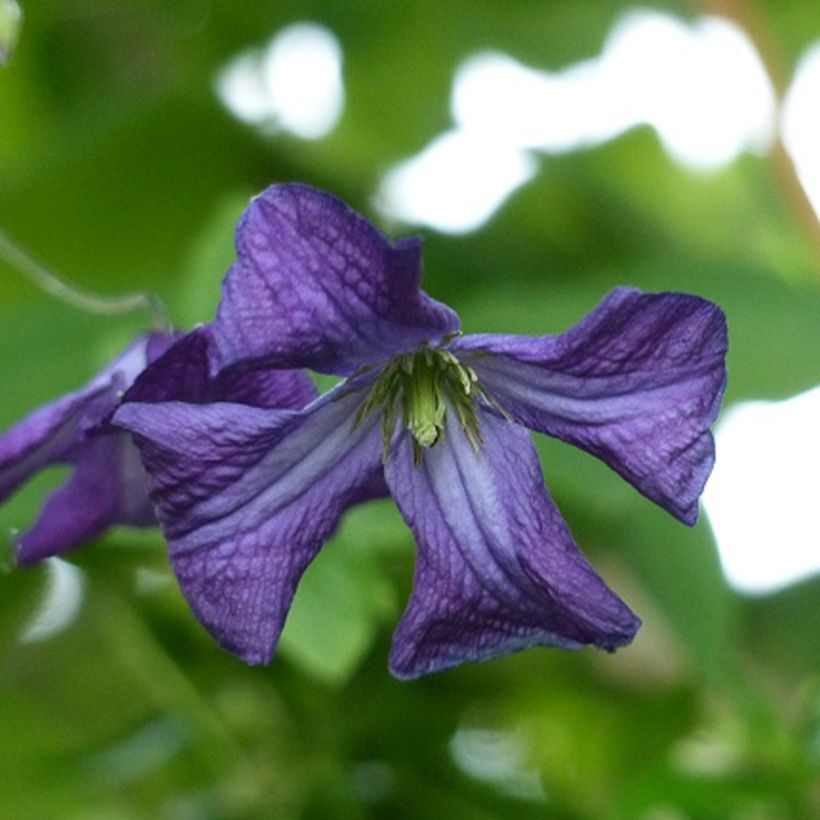 Viinikärhö - Clematis viticella (Kukinta)