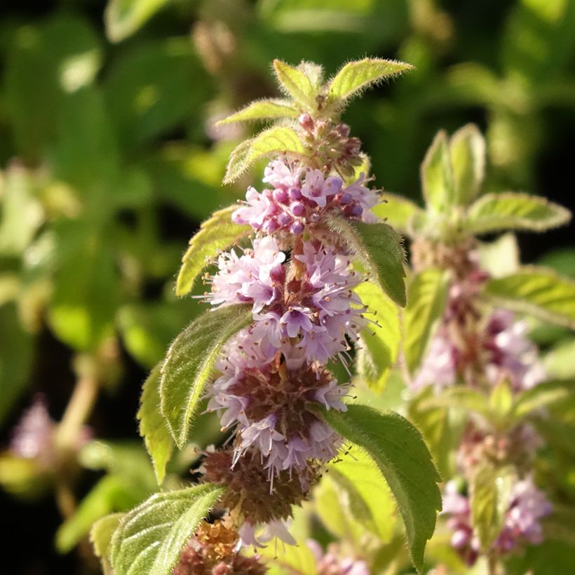 Kruunukärhö - Clematis macropetala (Kukinta)