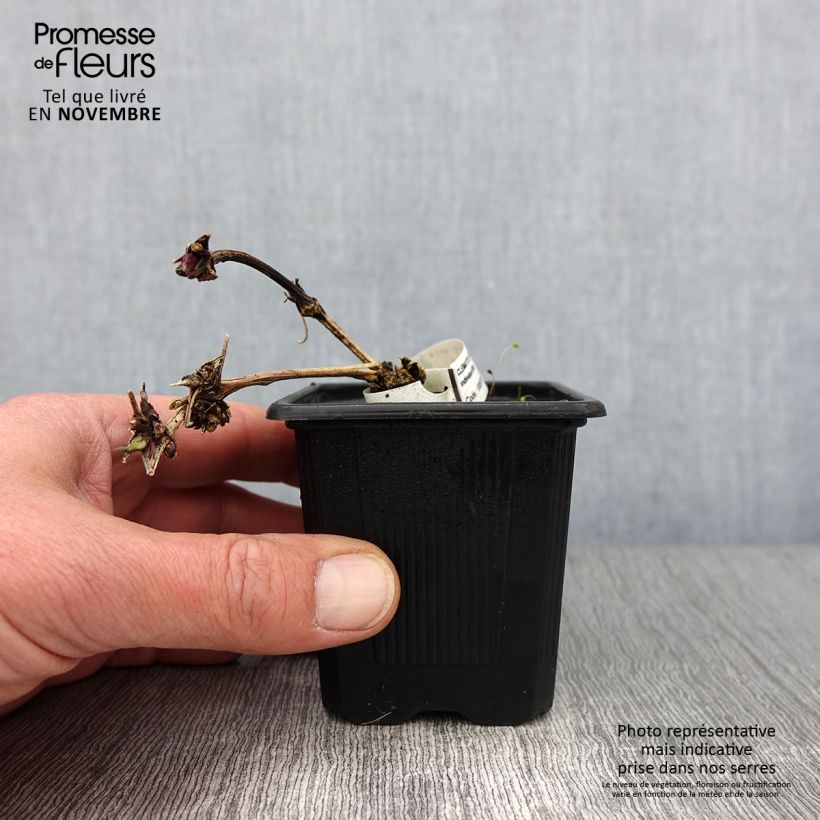 Esimerkki syksyllä toimitetusta Clématite macropetala Godet de 8/9 cm-taimesta