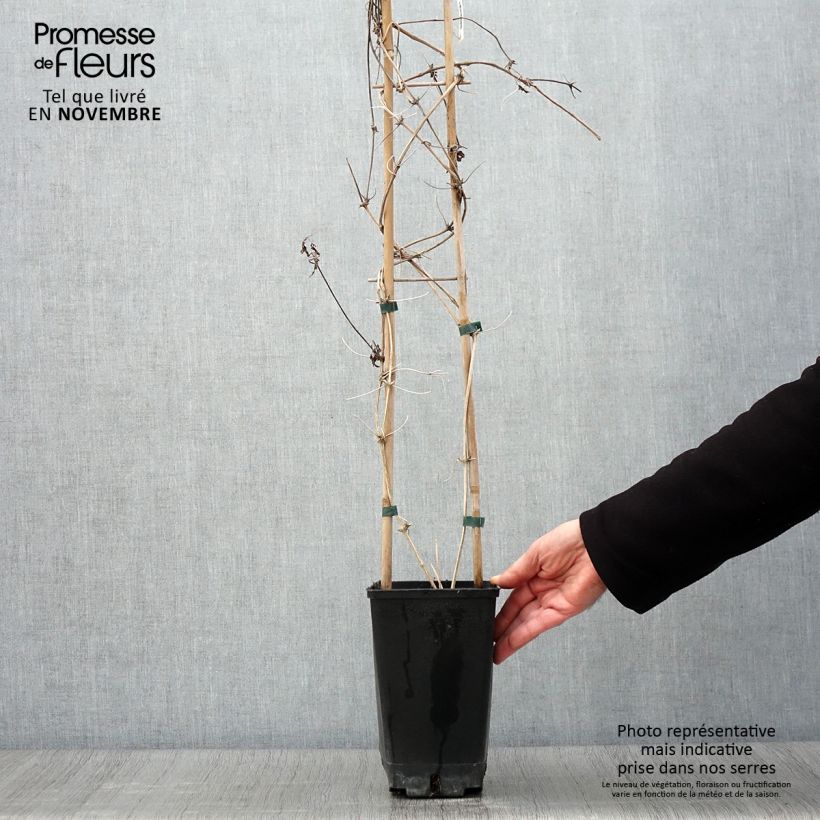 Esimerkki syksyllä toimitetusta Kruunukärhö - Clematis macropetala 3 litran/4 litran ruukku-taimesta