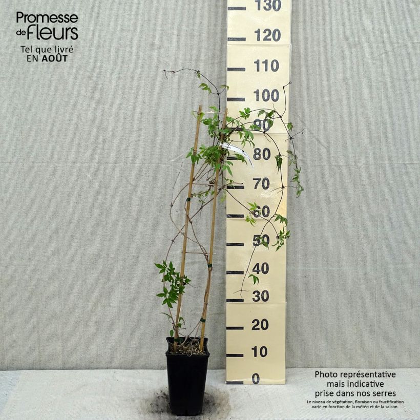 Esimerkki kesällä toimitetusta Clématite macropetala Pot de 3L/4L-taimesta