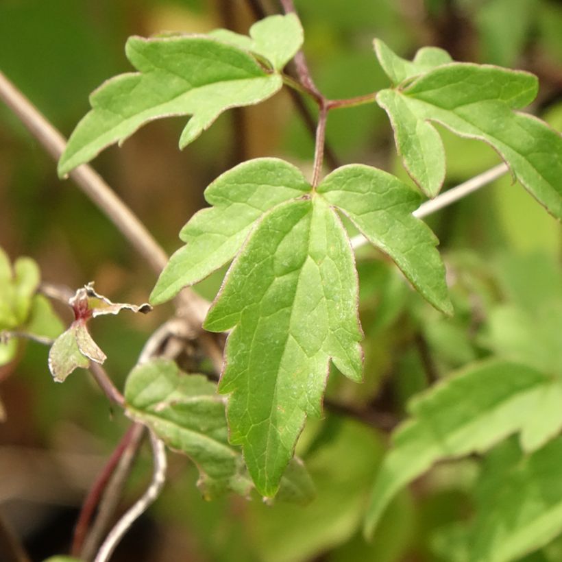 Kruunukärhö - Clematis macropetala (Lehvistö)
