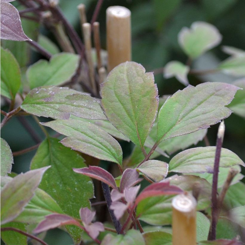 Vuorikärhö Rosebud (Lehvistö)