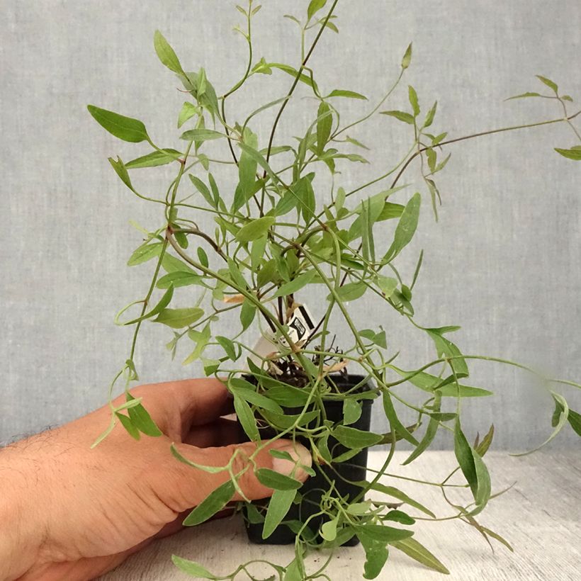 Esimerkki kesällä toimitetusta Tuoksukärhö - Clematis flammula 8/9 cm taimiruukku-taimesta