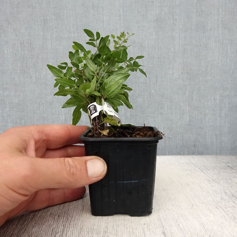 Esimerkki keväällä toimitetusta Tuoksukärhö - Clematis flammula 8/9 cm taimiruukku-taimesta