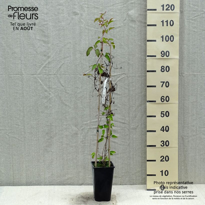 Esimerkki kesällä toimitetusta Clématite Pink Celebration Pot de 2L/3L-taimesta