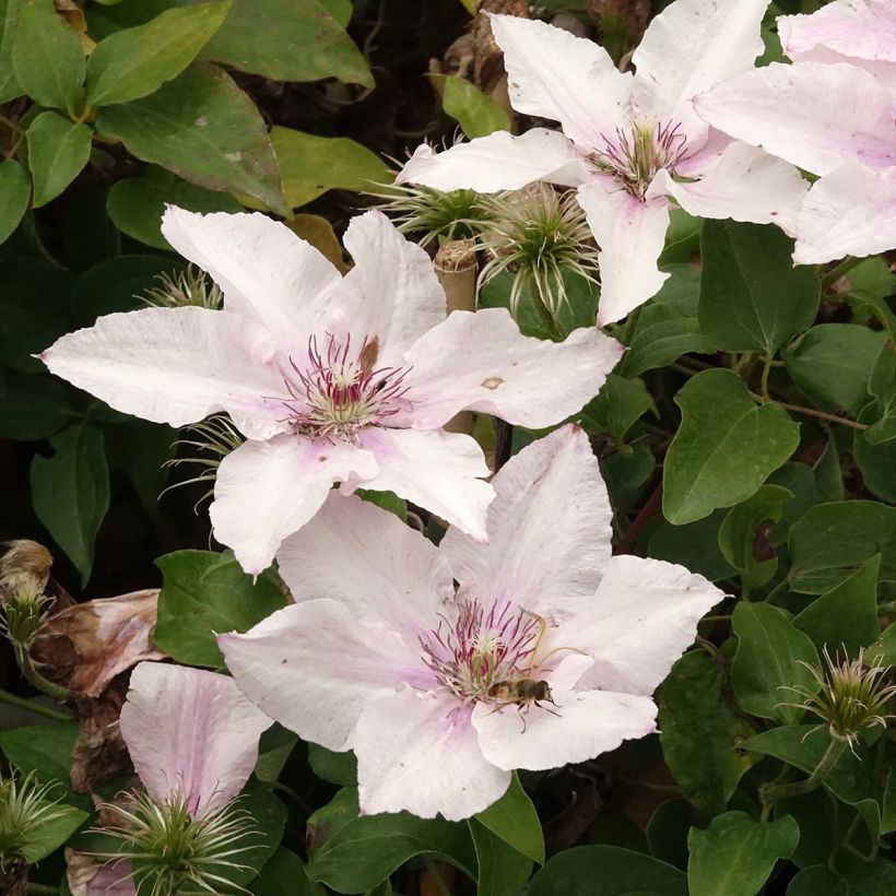 Loistokärhö Pink Fantasy (Kukinta)