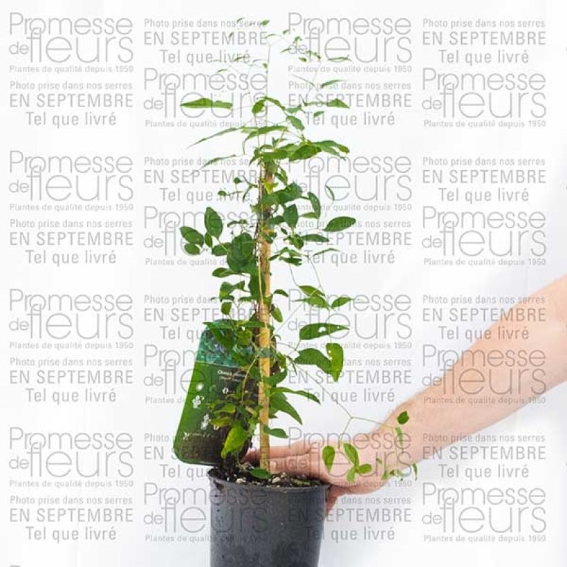 Esimerkki toimitetusta Clématite - Clematis pitcheri Pot de 2L/3L-taimesta
