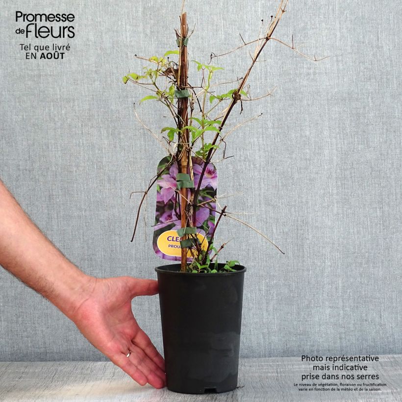 Esimerkki kesällä toimitetusta Clématite Proud Mary Pot de 2L/3L-taimesta