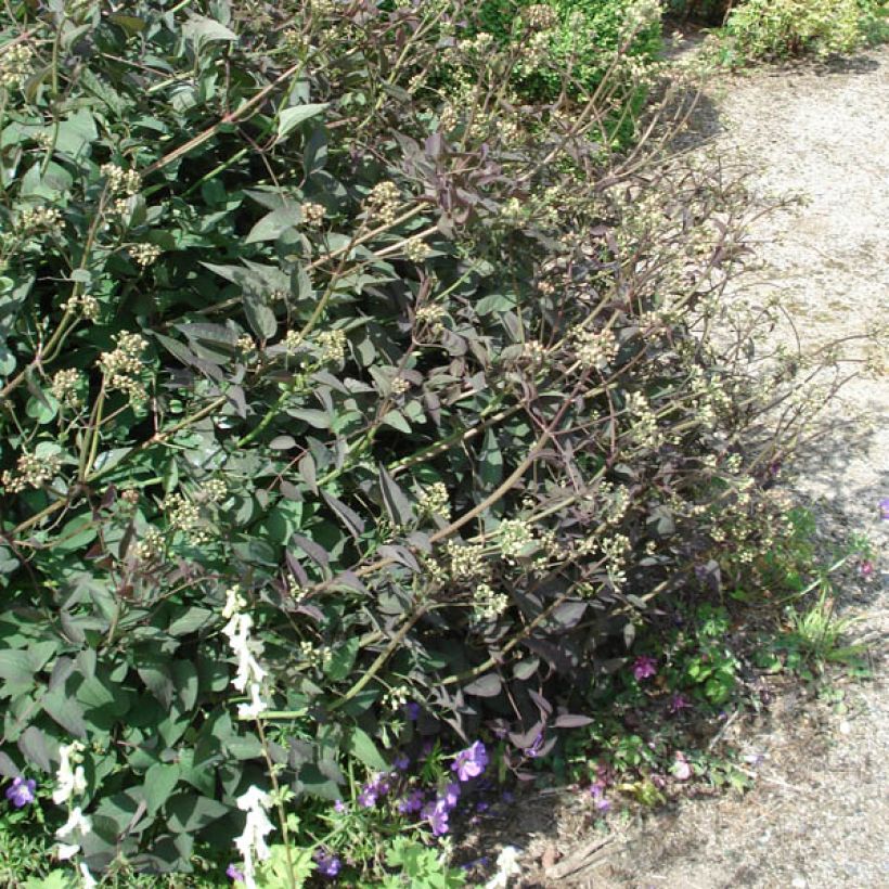 Pensaskärhö Purpurea (Kasvutapa)