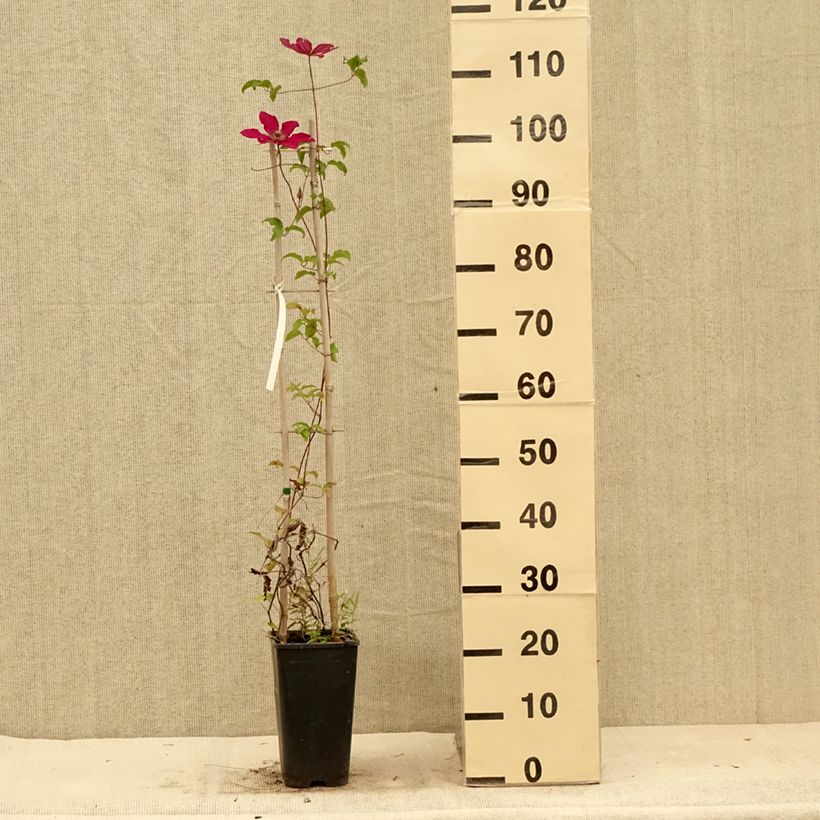 Esimerkki kesällä toimitetusta Clématite Saphyra Nancy Pot de 2L/3L-taimesta