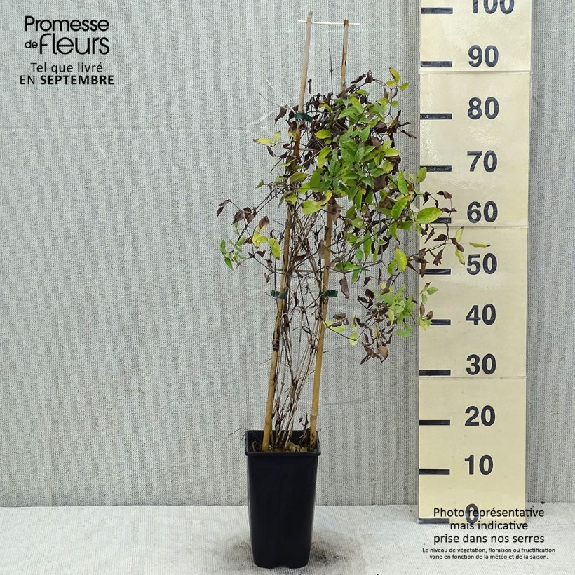 Esimerkki kesällä toimitetusta Clématite Saphyra Violetta Pot de 2L/3L-taimesta