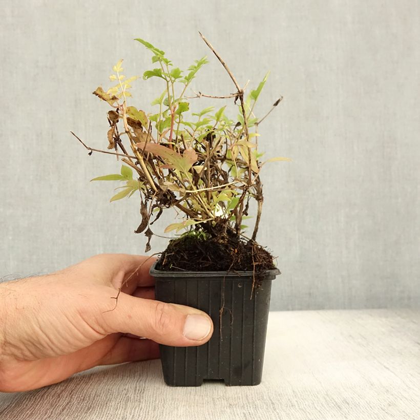 Esimerkki syksyllä toimitetusta Kiinankeltakärhö - Clematis tibetana subsp. tangutica 8/9 cm taimiruukku-taimesta