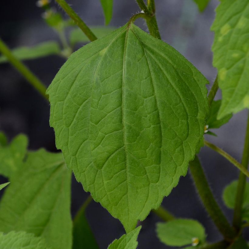 Viinikärhö Purpurea Plena Elegans (Lehvistö)