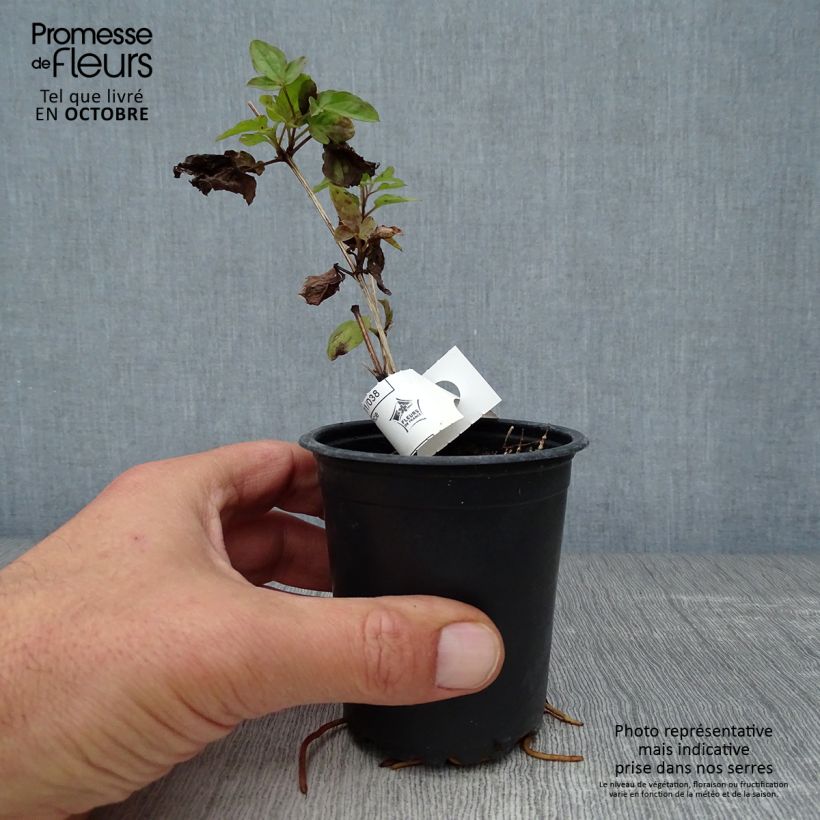 Esimerkki syksyllä toimitetusta Viinikärhö Purpurea Plena Elegans 8/9 cm taimiruukku-taimesta