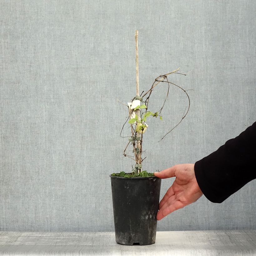 Esimerkki syksyllä toimitetusta Viinikärhö Purpurea Plena Elegans 2 litran/3 litran ruukku-taimesta