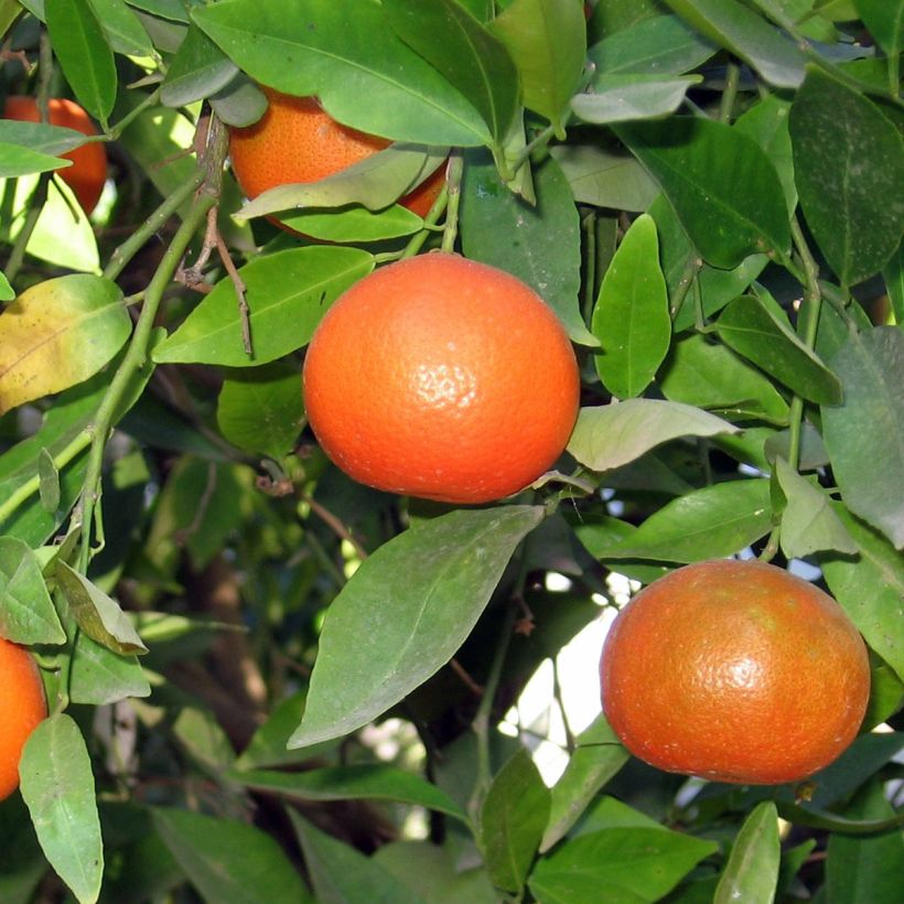 Klementiini (Sadonkorjuu)