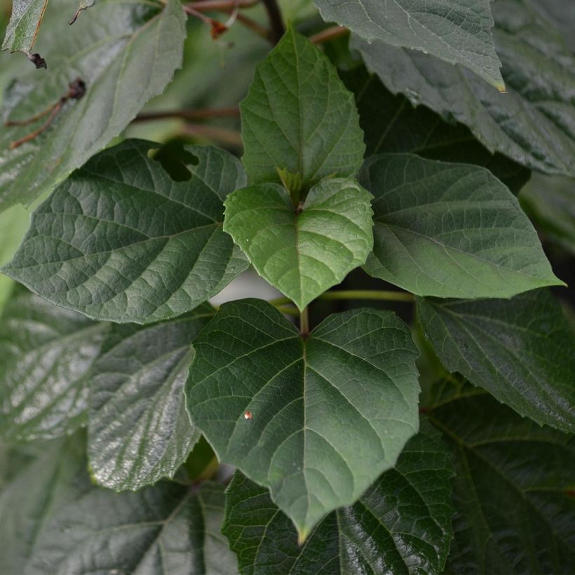 Kohtalonpensaa - Clerodendrum bungei (Lehvistö)