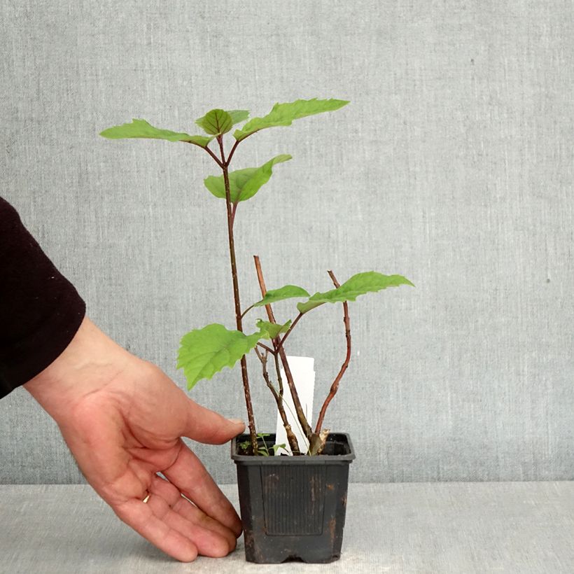 Esimerkki keväällä toimitetusta Kohtalonpensaa - Clerodendrum bungei Taimiruukku 8/9 cm-taimesta