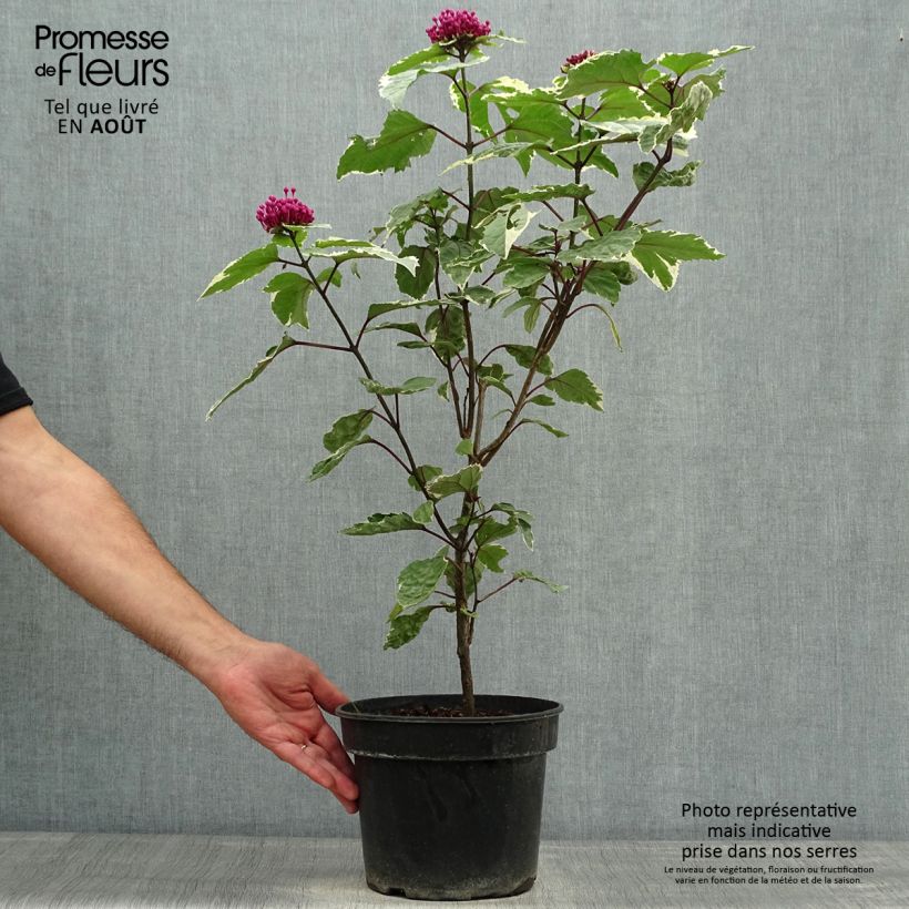 Esimerkki kesällä toimitetusta Kohtalonpensaa Pink Diamond Pot de 3L/4L-taimesta