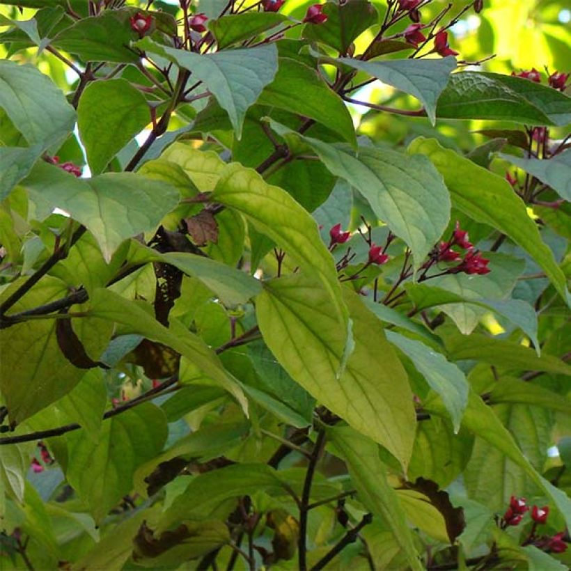Isokohtalonpensas - Clerodendrum trichotomum (Lehvistö)